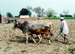 Bullock Ploughing in Haryana