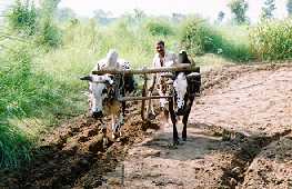 Bullock Ploughing in Shekhupura