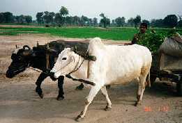 Bullock Cart in Shekhupura