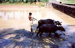Buffaloe ploughing in South India