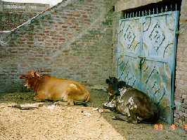 Cow in Shekhupura