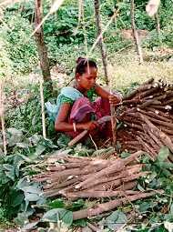 Tribal Girl in Rubber Plantation